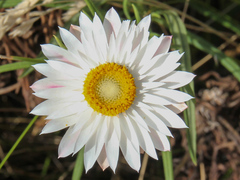 Xerochrysum papillosum