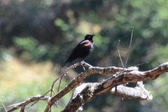 Agelaius phoeniceus mailliardorum