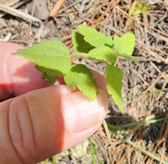 Conoclinium coelestinum