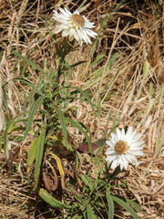 Xerochrysum papillosum