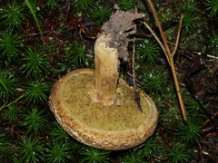 Buchwaldoboletus lignicola