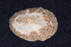 Scutellastra granularis