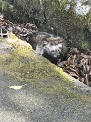 Nyctereutes viverrinus