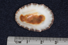 Scutellastra granularis