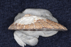 Scutellastra granularis