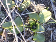Ranunculus glaberrimus