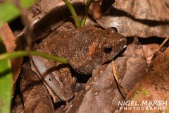 Microhyla berdmorei