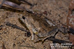 Microhyla berdmorei