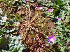 Calandrinia menziesii