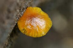 Heimiomyces