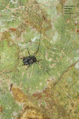 Cedus tuberculatus