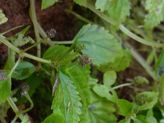 Lecanthus peduncularis