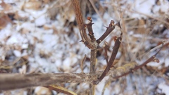 Zanthoxylum americanum