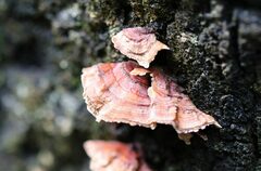 Xylobolus spectabilis