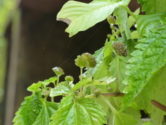Lecanthus peduncularis