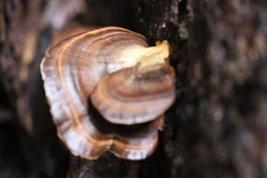 Flabellophora