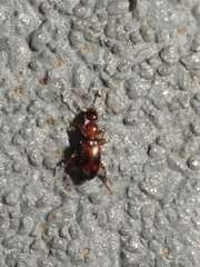 Vacusus vicinus