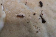Flabellophora