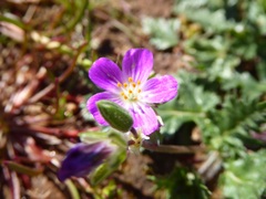 Calandrinia menziesii
