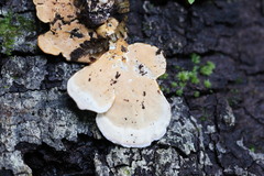 Flabellophora