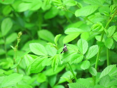 Trichodezia albovittata