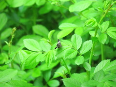 Trichodezia albovittata