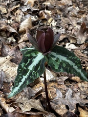 Trillium underwoodii