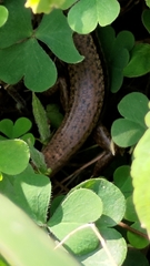 Sphenomorphus indicus