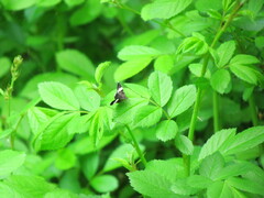 Trichodezia albovittata