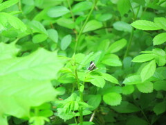 Trichodezia albovittata