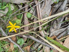Hypoxis hygrometrica