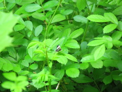 Trichodezia albovittata