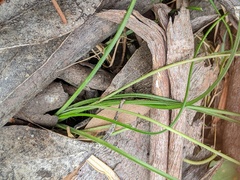 Hypoxis hygrometrica