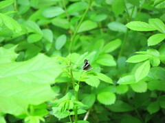 Trichodezia albovittata