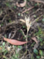Rytidosperma