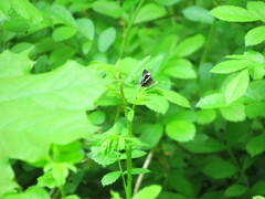 Trichodezia albovittata