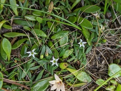 Lobelia irrigua