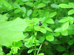 Trichodezia albovittata