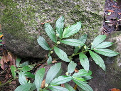 Elatostema reticulatum