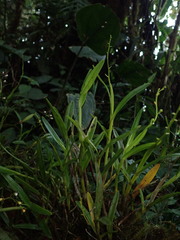 Epidendrum mancum