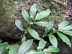 Elatostema reticulatum