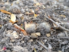 Mammillaria prolifera