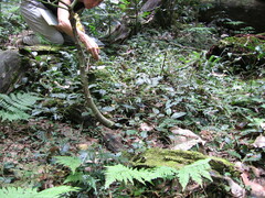 Solanum serpens