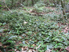 Solanum serpens