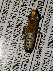 Homalodisca vitripennis