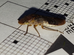 Homalodisca vitripennis