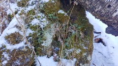 Asplenium rhizophyllum