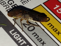 Homalodisca vitripennis