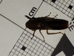 Homalodisca vitripennis