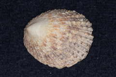 Helcion pectunculus